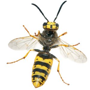 Wasp PNG-74602